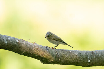 Close-up of a beautiful finch sitting on a branch in the forest. Beautiful green and yellow light in background