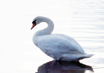 white swan in water