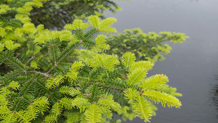Broad thick fluffy branches of fir with dark green needles turning into a light green color at the tips, bending over the surface of a lake or pond with calm water and small ripples.