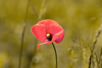 wilder Mohn