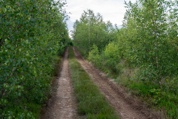 Waldweg durchs grüne Gebüsch