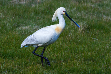 Löffler (Platalea leucorodia)