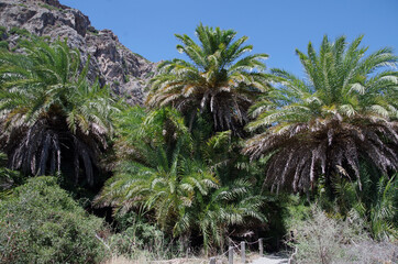 Fototapeta na wymiar old palm grove on Crete island in Greece