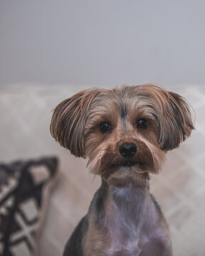 Brown and black yorkshire terrier