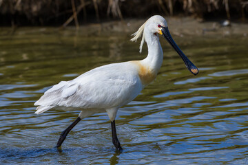 Löffler (Platalea leucorodia)