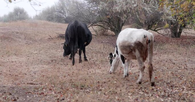 cows graze in abandoned orchard and search for food among trees