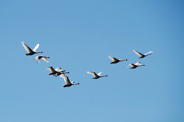 beautiful white swans fly to the south