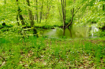 Jar rzeki Raduni w maju, Kaszuby, Polska - obrazy, fototapety, plakaty