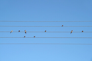 swallows sit on wires like music notes