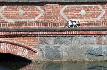 a brave cat walks along a narrow strip of an old brick bridge over the water