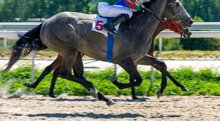 Horses run during a race on hippodrome.