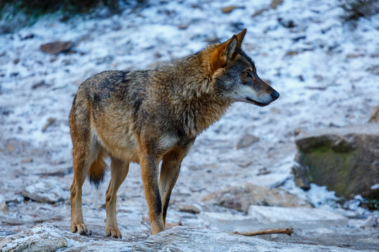 Canis lupus signatus. Iberian wolf with winter fur. Iberian Wolf Center. Zamora, Spain.