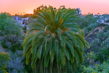 Palm tree near house during sunset
