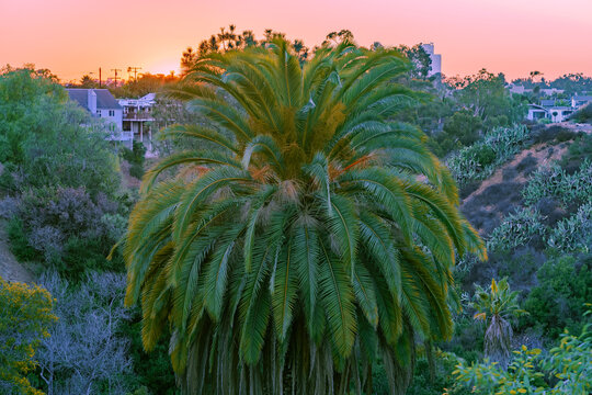 Palm tree near house during sunset