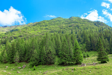 Landscape of evergreen coniferous woods . Green mountain with fir trees