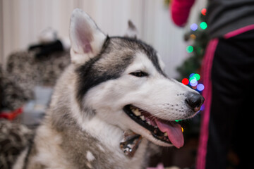 husky dog ​​near the christmas tree in the room