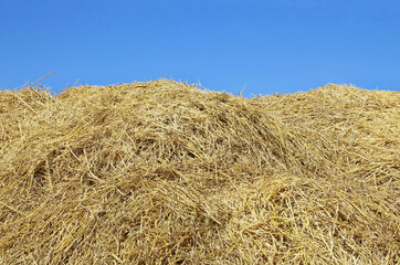 Fototapeta na wymiar Hay stacks pattern with blue sky background, dry rice straw texture.