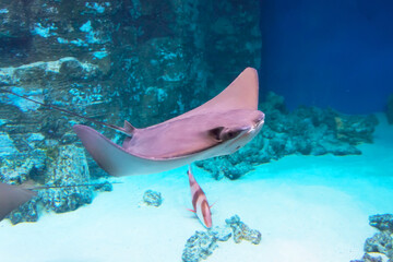 Stingrays are swimming flies flapping wings on the blue deep sea near the underwater rocks.