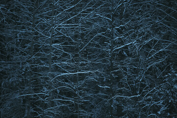 snow fog landscape snowfall / winter landscape cold seasonal weather, nature in winter form, foggy outside