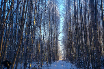 Fototapeta premium winter forest landscape covered with snow, december christmas nature white background