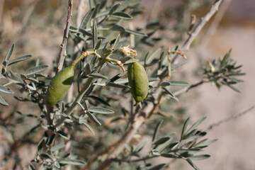 Green immature dehiscent capsule fruit of Bladderpod, Peritoma Arborea, Cleomaceae, native perennial evergreen woody shrub in Joshua Tree National Park, Southern Mojave Desert, Winter.