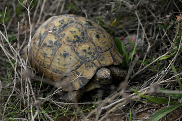 Common tortoise in Essaouira, Morocco