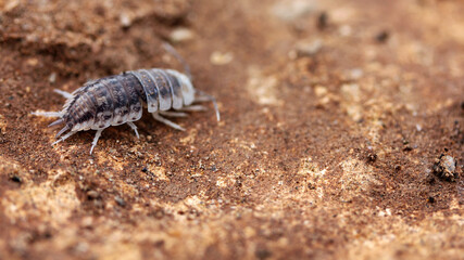 A woodlouse shedding its exoskeleton in Essaouira, Morocco