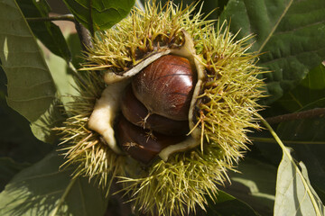 close up chestnut bur and chestnut in natural background
