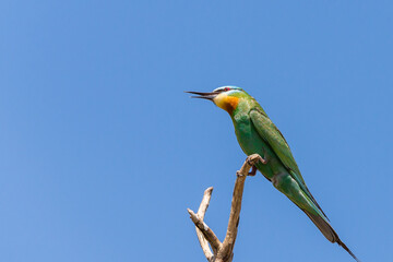 Close up of blue-cheeked bee-eater sitting on a branch of tree