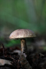 Single rough-stemmed bolete in forest
