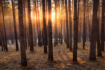 Sunrise in the spring pine forest with last snow. Sunbeams shining through the haze between pine...
