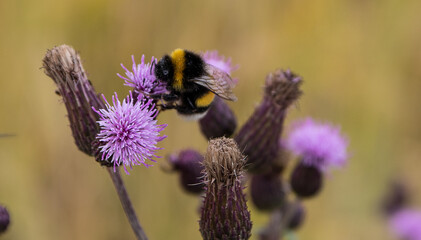 bee on a flower