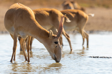 Wild male Saiga antelope or Saiga tatarica in steppe