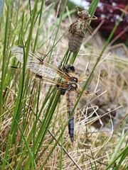 close up of emerged dragonfly