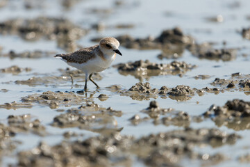 Kentish Plover or Charadrius alexandrinus
