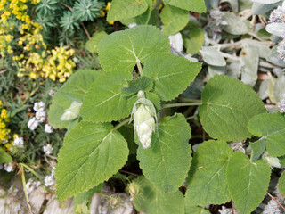 Clary sage or salvia sclarea as ornamental young plant with great white buds at the start of flowering above large and rugose heart-shaped leaves