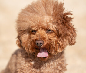 fluffy purebred dog for a walk