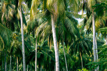 View of coconut tree plantation in Pollachi, Tamil Nadu, India