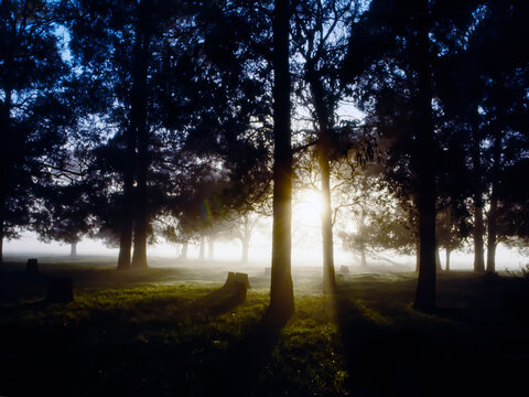 Mist and early morning sun shining through trees