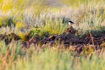Pied wheatear or Oenanthe pleschanka in natural habitat