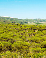 Fototapeta na wymiar Fields of Andalusia with trees