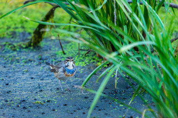 Bluethroat or Luscinia Svecica in wild nature