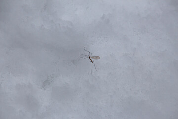 Mosquito sitting in the snow