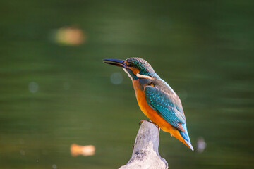 Common European Kingfisher or Alcedo atthis perched on a stick above the river and hunting for fish