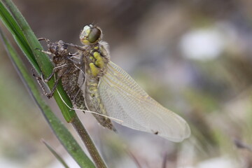 close up of emerged dragonfly