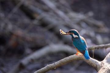 Kingfisher or Alcedo atthis perches with prey on branch