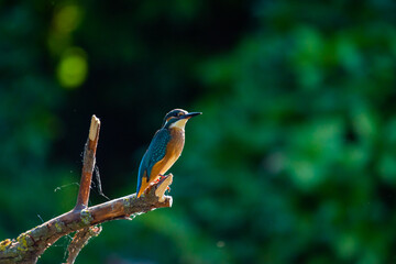 Common European Kingfisher or Alcedo atthis perched on a stick above the river and hunting for fish