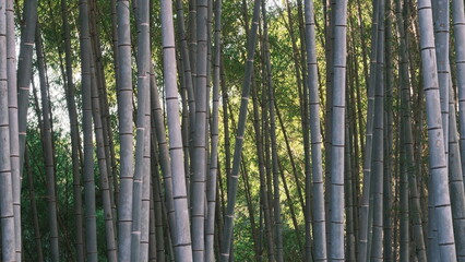 natural bamboo forest background