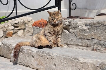 Fototapeta premium Sleepy brown tabby cat idly sits on stone steps catching a few rays, squinting in the sun.
