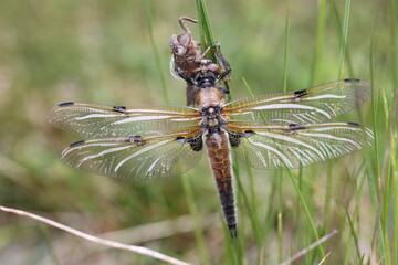 newly emerged dragonfly expanding its wings